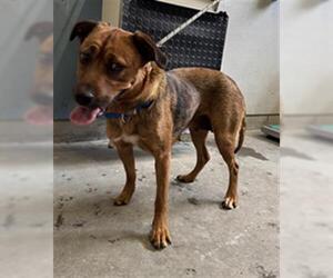 Boxer-German Shepherd Dog Mix Dogs for adoption in Camarillo, CA, USA