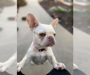 French Bulldog Puppy for sale in SANTA MARIA, CA, USA