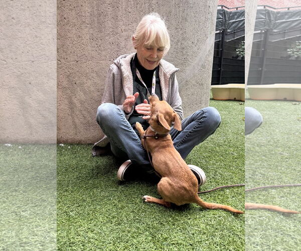 Medium Photo #10 Chiweenie Puppy For Sale in San Francisco, CA, USA