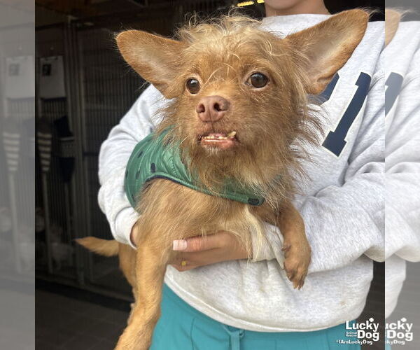 Medium Photo #2 Chihuahua-Unknown Mix Puppy For Sale in Washington, DC, USA