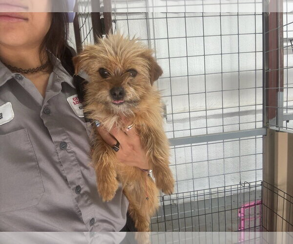 Medium Photo #2 Mutt Puppy For Sale in Grafton, WI, USA