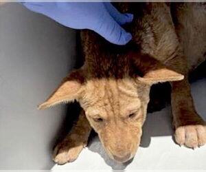 Rhodesian Ridgeback-Unknown Mix Dogs for adoption in Houston, TX, USA