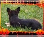 Small Photo #35 Pembroke Welsh Corgi-Scottish Terrier Mix Puppy For Sale in GREELEY, CO, USA