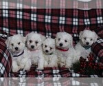 Small Photo #3 Bichon Frise Puppy For Sale in BIRD IN HAND, PA, USA