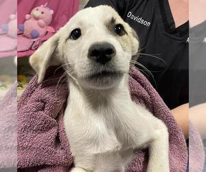 Border Collie-Unknown Mix Dogs for adoption in Modesto, CA, USA
