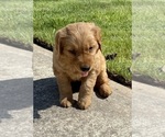 Small #7 Golden Retriever