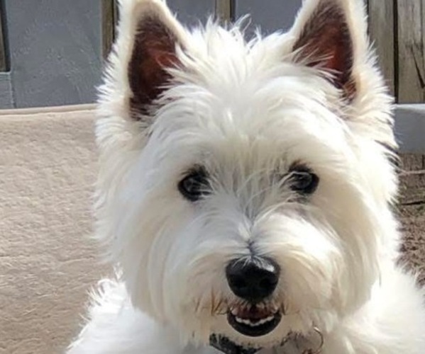 Medium Photo #1 West Highland White Terrier Puppy For Sale in RADCLIFF, KY, USA