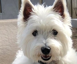 Father of the West Highland White Terrier puppies born on 05/20/2026