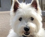 Small Photo #1 West Highland White Terrier Puppy For Sale in RADCLIFF, KY, USA