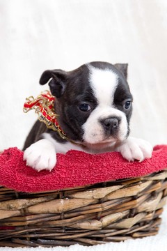 Medium Photo #3 Faux Frenchbo Bulldog Puppy For Sale in NEW PITTSBURGH, OH, USA