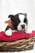 Small Photo #3 Faux Frenchbo Bulldog Puppy For Sale in NEW PITTSBURGH, OH, USA