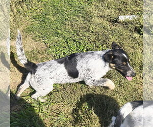 Australian Shepherd-Red Heeler Mix Dogs for adoption in Stover, MO, USA