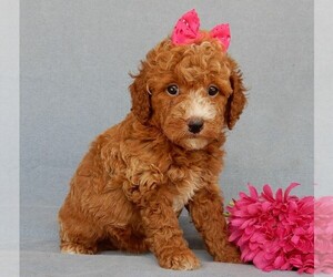 Goldendoodle (Miniature) Puppy for sale in MILLERSBURG, OH, USA