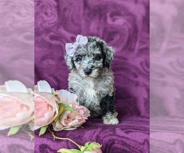 Medium Photo #6 Sheepadoodle Puppy For Sale in GLEN ROCK, PA, USA