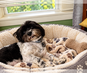 Buddy - Male Shih Tzu Dog for Adoption - Photo #2