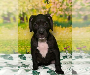American Pit Bull Terrier-Unknown Mix Dogs for adoption in Wetumpka, AL, USA