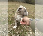 Small Photo #16 American Bully Puppy For Sale in LANCASTER, PA, USA
