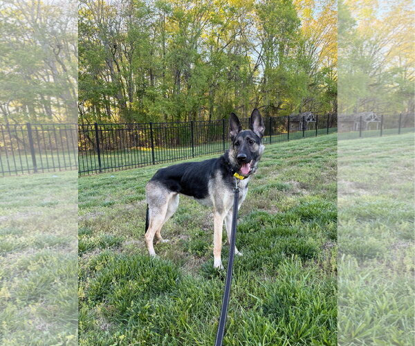 Medium Photo #3 Mutt Puppy For Sale in New Hill, NC, USA