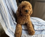 Small #2 Goldendoodle (Miniature)