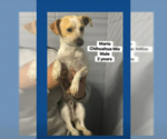 Small Chihuahua Mix