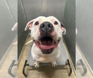 Boxer-Unknown Mix Dogs for adoption in La Porte, IN, USA