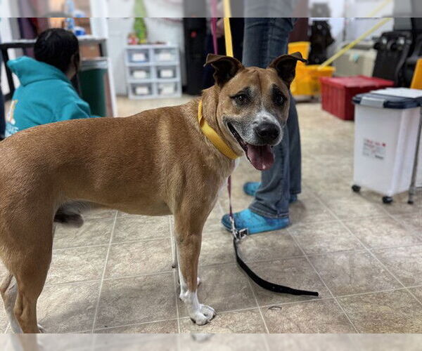 Medium Photo #1 American Staffordshire Terrier-Unknown Mix Puppy For Sale in Raleigh, NC, USA