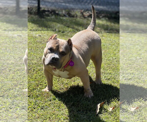 Medium Photo #2 American Bulldog-Unknown Mix Puppy For Sale in Lakemont, GA, USA