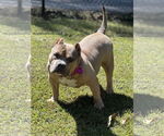 Small #1 American Bulldog Mix