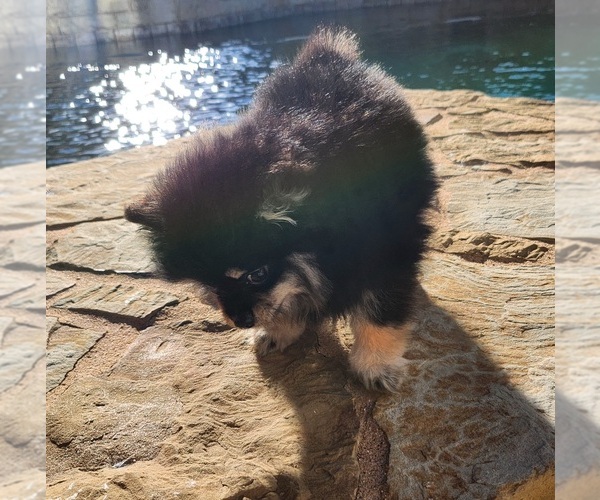 Medium Photo #2 Pomeranian Puppy For Sale in HARKER HEIGHTS, TX, USA