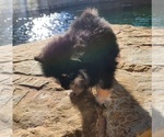 Small #1 Pomeranian