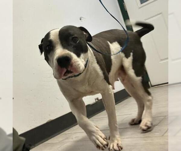Medium Photo #1 American Pit Bull Terrier Puppy For Sale in Bakersfield, CA, USA