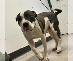 American Pit Bull Terrier Dogs for adoption in Bakersfield, CA, USA