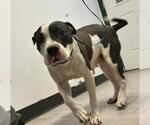 Small American Pit Bull Terrier