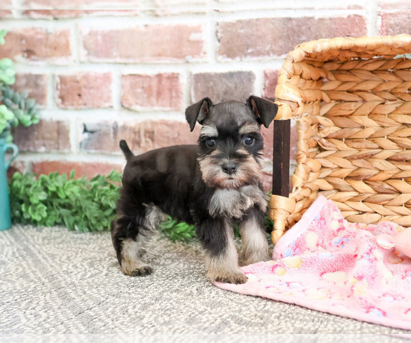Medium Photo #9 Schnauzer (Miniature) Puppy For Sale in SYRACUSE, IN, USA