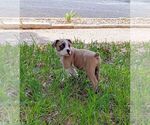 Small #7 Olde English Bulldogge