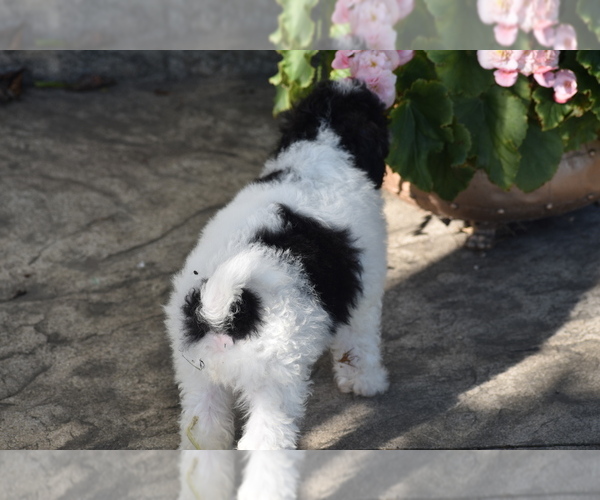 Medium Photo #3 Bichpoo Puppy For Sale in ELDORADO, OH, USA