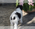 Mr Dane - Male Bichpoo Puppy for Sale - Photo #3