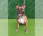 MABEL - Female Staffordshire Bull Terrier Dog for Adoption - Small photo