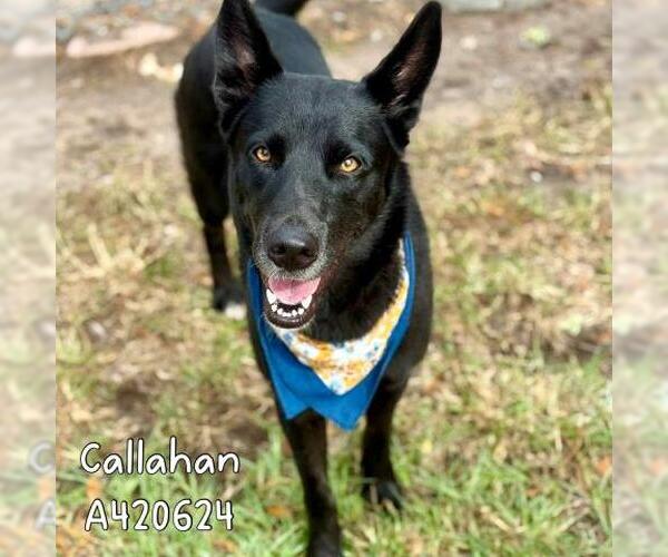 Medium Photo #2 German Shepherd Dog-Unknown Mix Puppy For Sale in Conroe, TX, USA