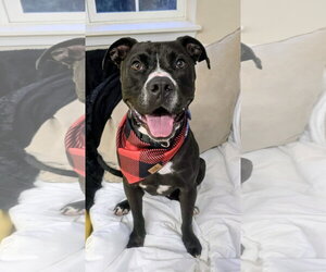 Mutt Dogs for adoption in Rockaway, NJ, USA