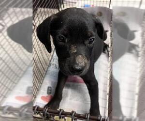 Labrador Retriever-Unknown Mix Dogs for adoption in San Antonio, TX, USA