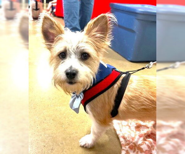 Medium Photo #1 Mutt Puppy For Sale in Plainfield, IL, USA