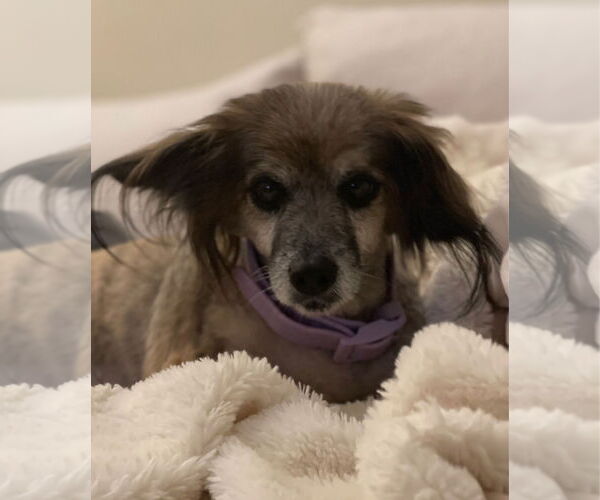 Medium Photo #3 Papshund Puppy For Sale in Weston, FL, USA