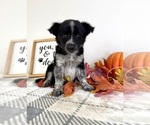 Small #4 Australian Cattle Dog-Border Collie Mix