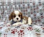 Small #2 Cavalier King Charles Spaniel