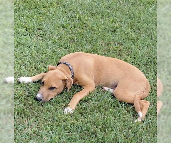 Medium Photo #2 Labrador Retriever Puppy For Sale in Rutherfordton, NC, USA