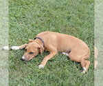 Small #1 Labrador Retriever