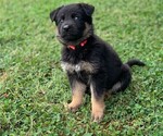 Small #2 German Shepherd Dog