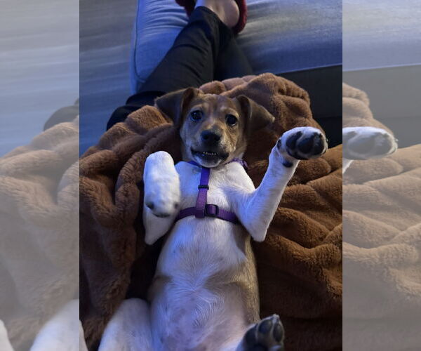 Medium Photo #3 Jack Russell Terrier-Unknown Mix Puppy For Sale in Holly Springs, NC, USA