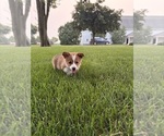 Small Photo #33 Pembroke Welsh Corgi Puppy For Sale in MILFORD, IN, USA